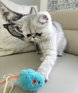 Exotic Shorthair Kittens for Sale in Utah 