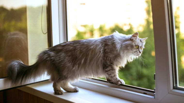 Safety Tips for Your Cats