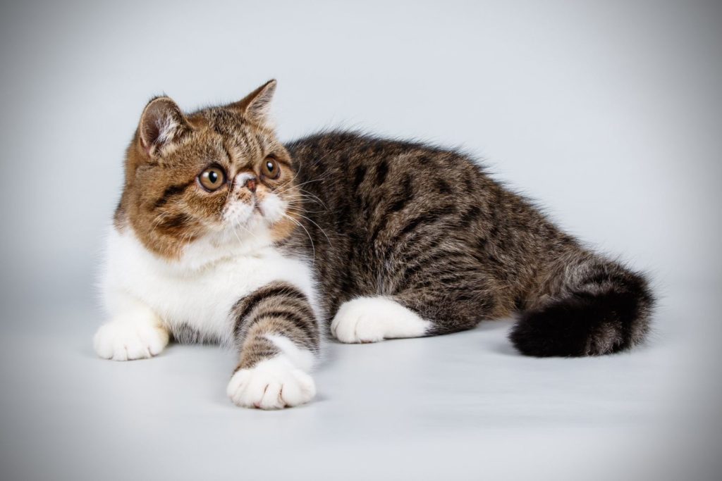 About Exotic shorthair kittens