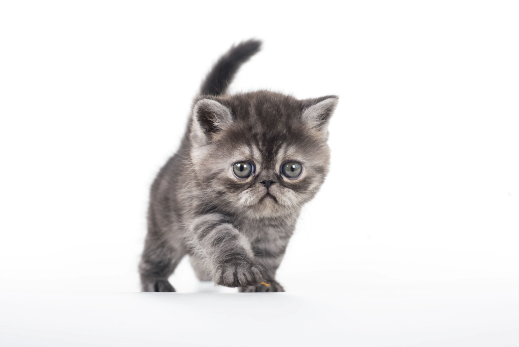 Exotic Shorthair kittens for sale