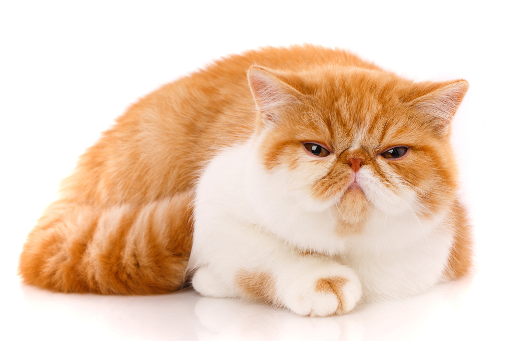 Exotic Shorthair kitten for sale