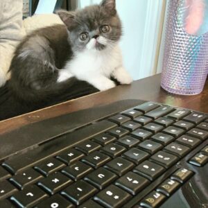 Exotic Shorthair Kittens for Sale in Maryland