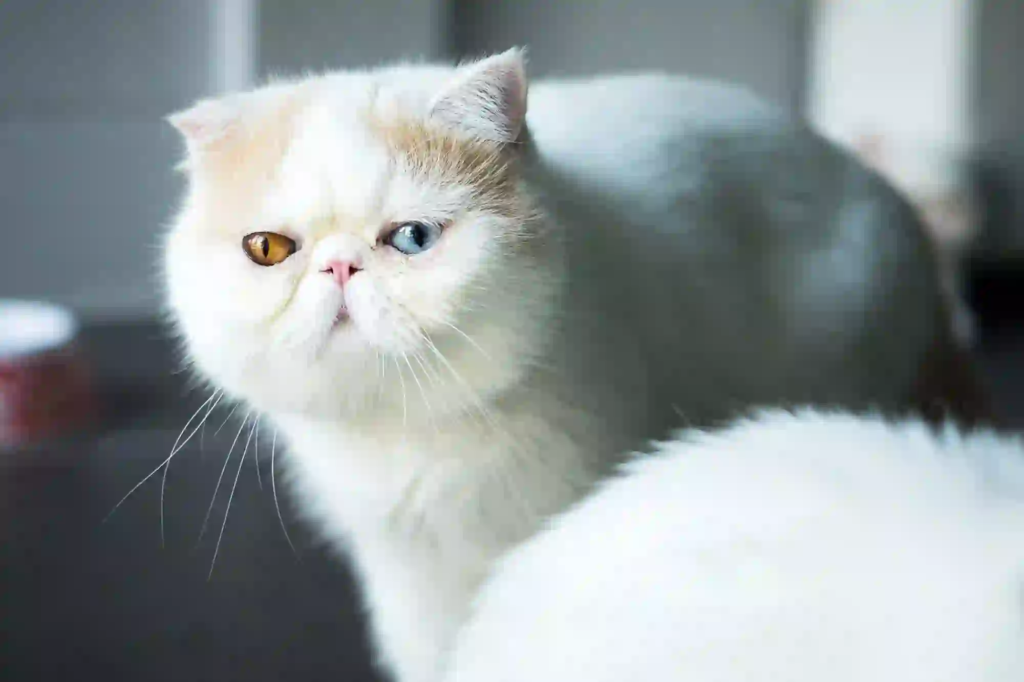 Persian Cat Lifespan