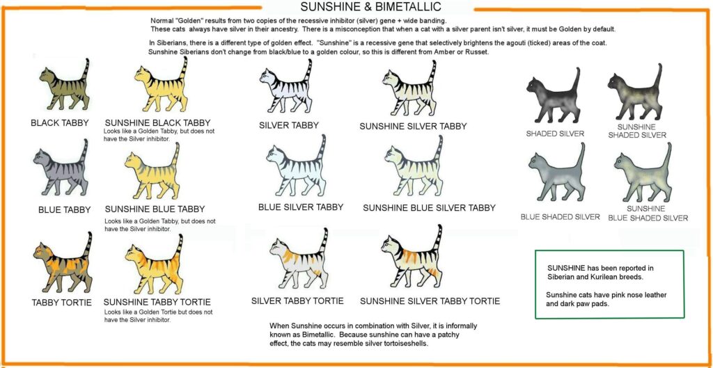 Exotic Shorthair Cat Colors