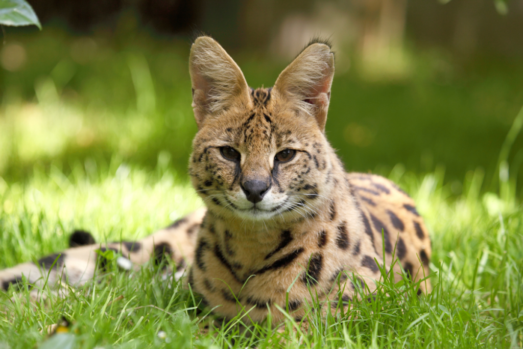 Legal Exotic Cats: 15 Breeds You Can Adopt