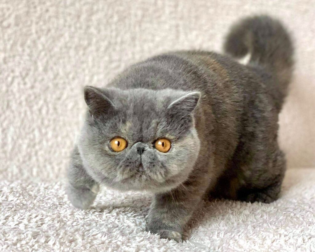 Exotic Shorthair Cat Breed