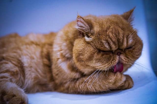 Exotic Shorthair Cat Personality, Care & Pictures