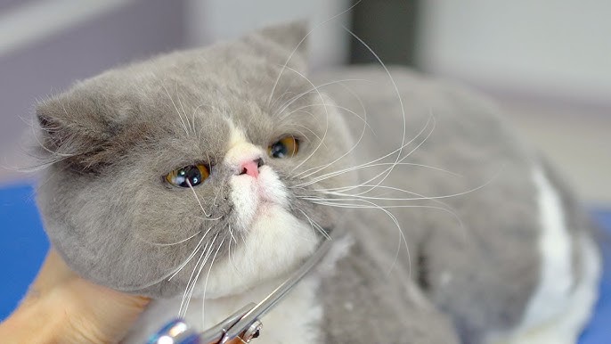 Disadvantages of groomin Exotic Shorthair Cats