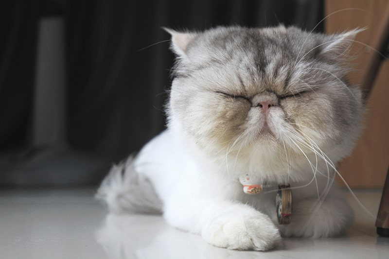 Exotic Shorthair Eye Care