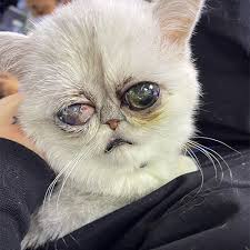 Exotic Shorthair Eye Care