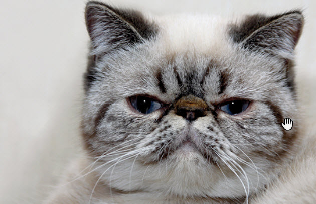 Exotic Shorthair Eye Care