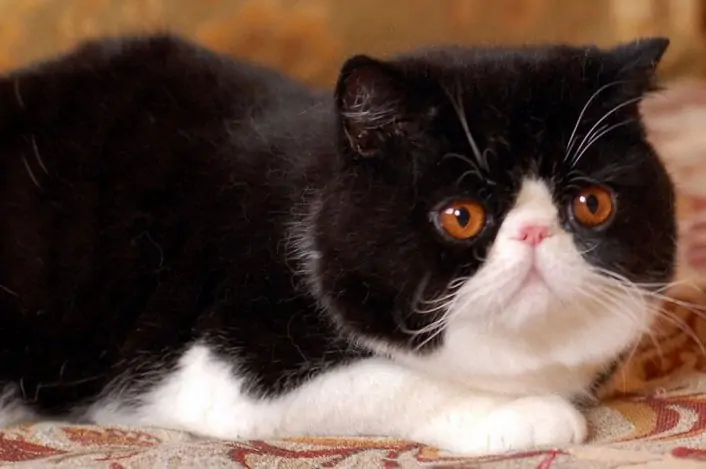 Disadvantages of Exotic Shorthair Cats