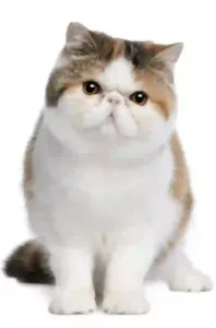 Exotic Shorthair Kittens for Sale in Colorado - Exotic Mood Cattery