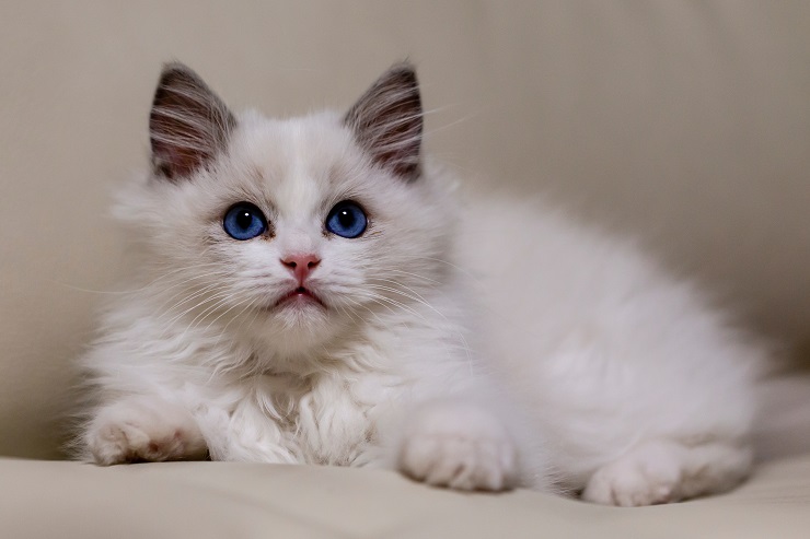 Top 10 Exotic Cat Breeds