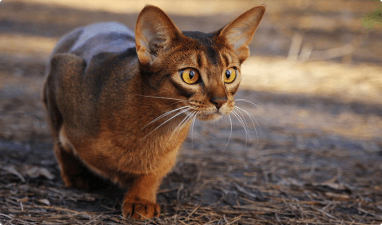 Top 10 Exotic Cat Breed 