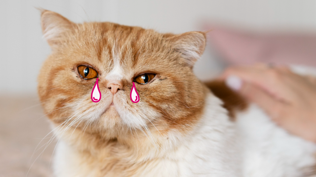 Disadvantages of Exotic Shorthair Cats