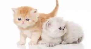 Exotic Shorthair Kittens For Sale in Colorado