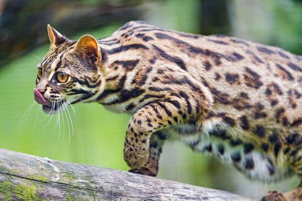 Legal Exotic Cats: 15 Breeds You Can Adopt