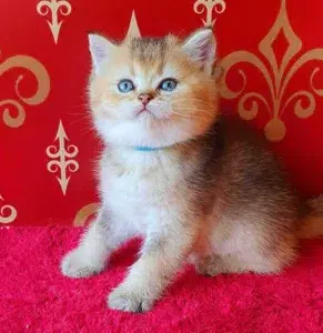 Exotic Kittens for Sale UK 