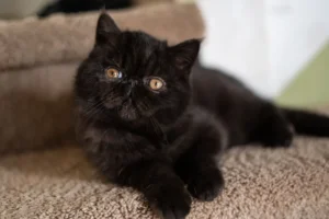 Black Exotic Shorthair