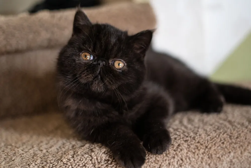 Black Exotic Shorthair