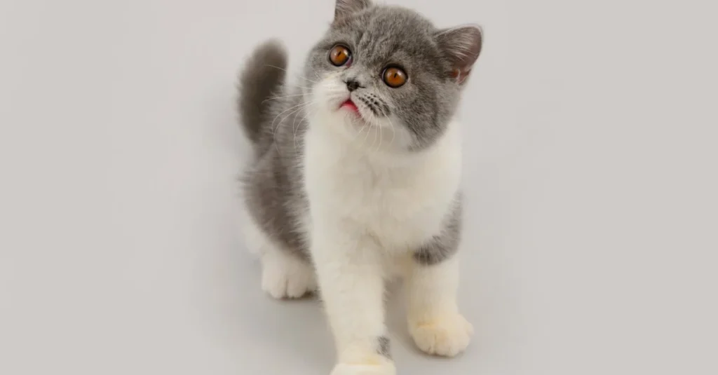 Exotic Shorthair Kittens for Sale: Find Your Perfect Companion