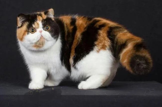 Exotic Shorthair Kittens for Sale: Find Your Perfect Companion