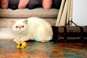 Flame Point Exotic Shorthair Kittens