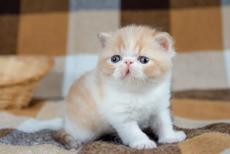 Red Exotic Shorthair cat 