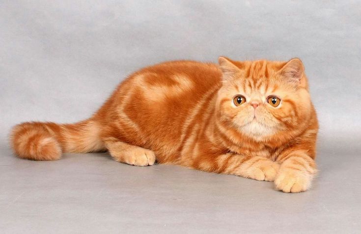 Red Exotic Shorthair Kittens