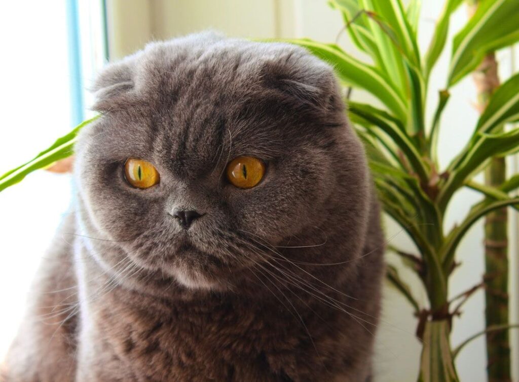 Top 5 Exotic Shorthair Breeders in NYC