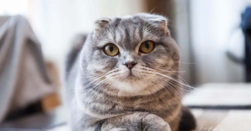 Top 5 Exotic Shorthair Breeders in NYC