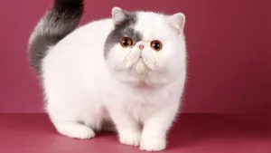 Exotic Shorthair Kittens for Sale 2018