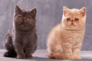 Exotic Shorthair Kittens for Sale in Bay Area: Top Breeders 2022