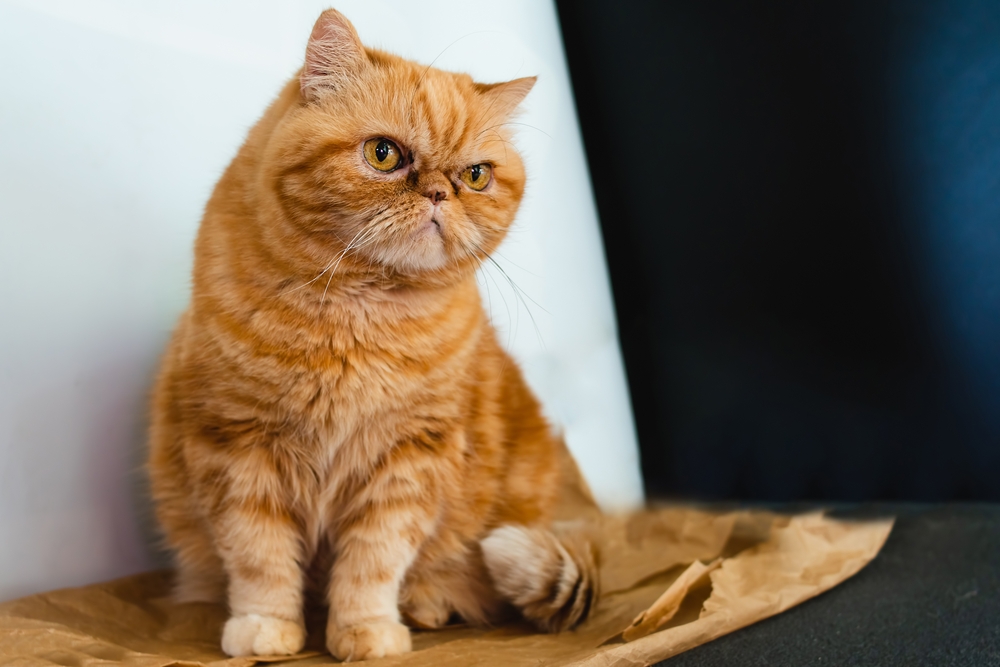 Red Exotic Shorthair Kittens